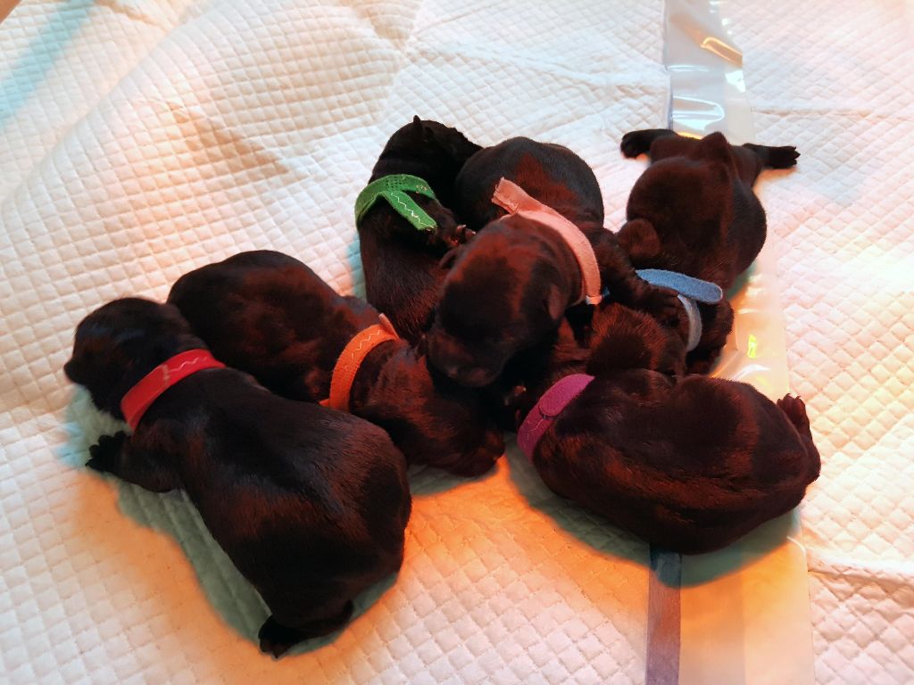 Des Colères d'Artémis - Scottish Terrier - Portée née le 04/04/2021