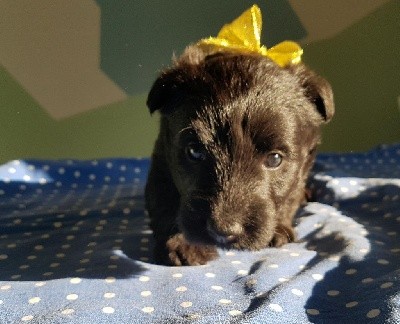 Des Colères d'Artémis - Scottish Terrier - Portée née le 18/09/2021