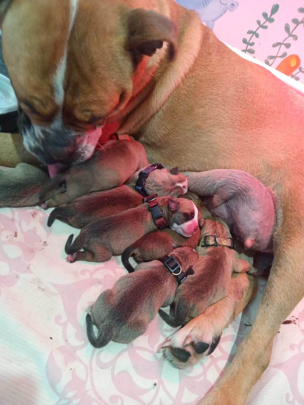 Les bébés Bulldog Conti sont nés !!