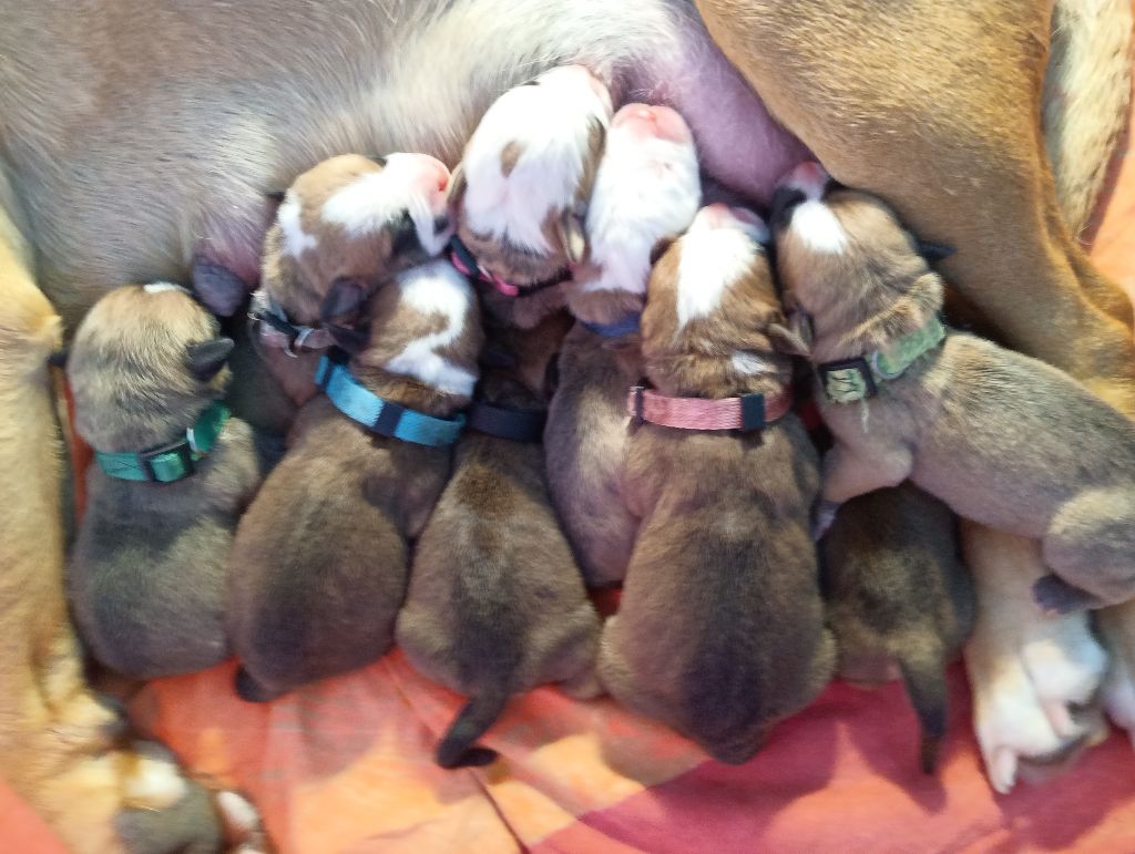 Des Colères d'Artémis - Les bébés Bulldog Conti sont nés !! le 03/02/2025