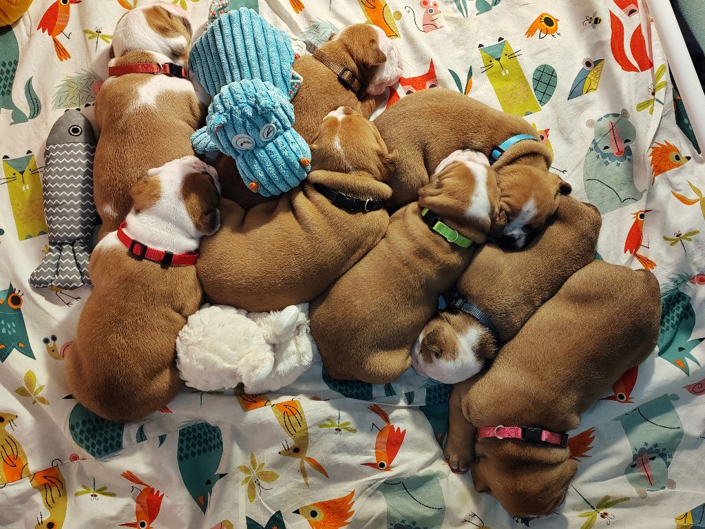 Les Chiots Bulldog Conti
