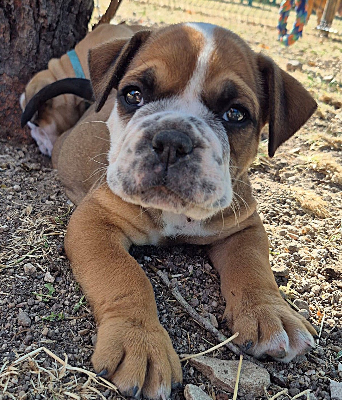 Des Colères d'Artémis - Chiots disponibles - Bulldog continental