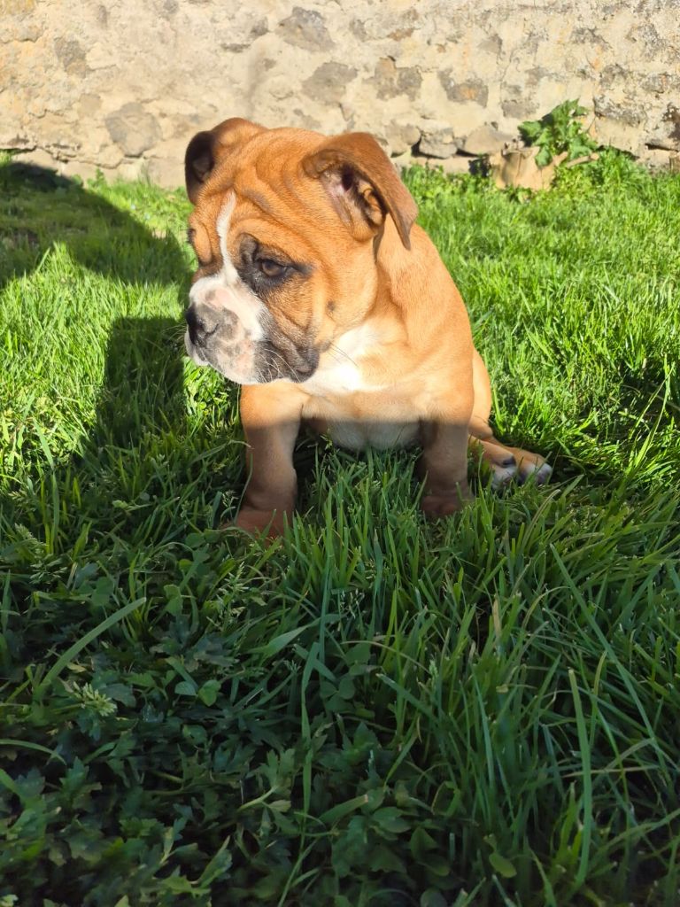 Des Colères d'Artémis - Chiots disponibles - Bulldog continental