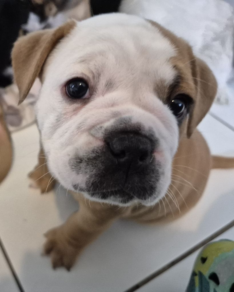 Des Colères d'Artémis - Chiots disponibles - Bulldog continental