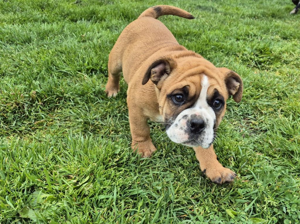Des Colères d'Artémis - Chiots disponibles - Bulldog continental