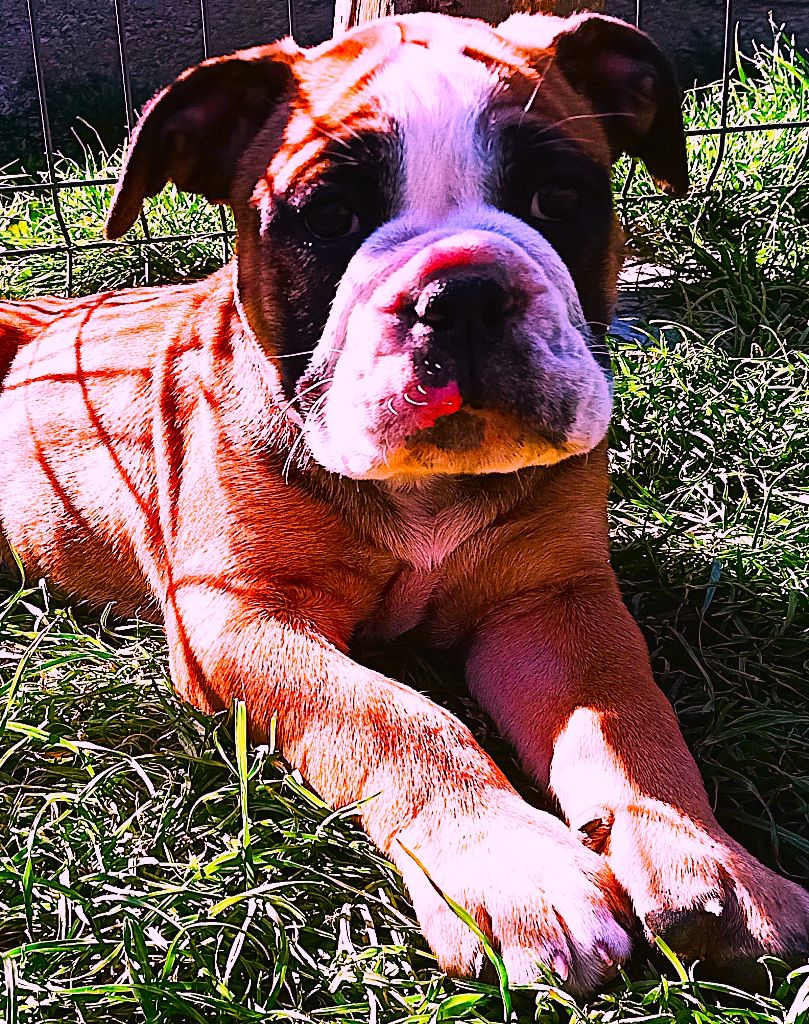 Des Colères d'Artémis - Chiots disponibles - Bulldog continental