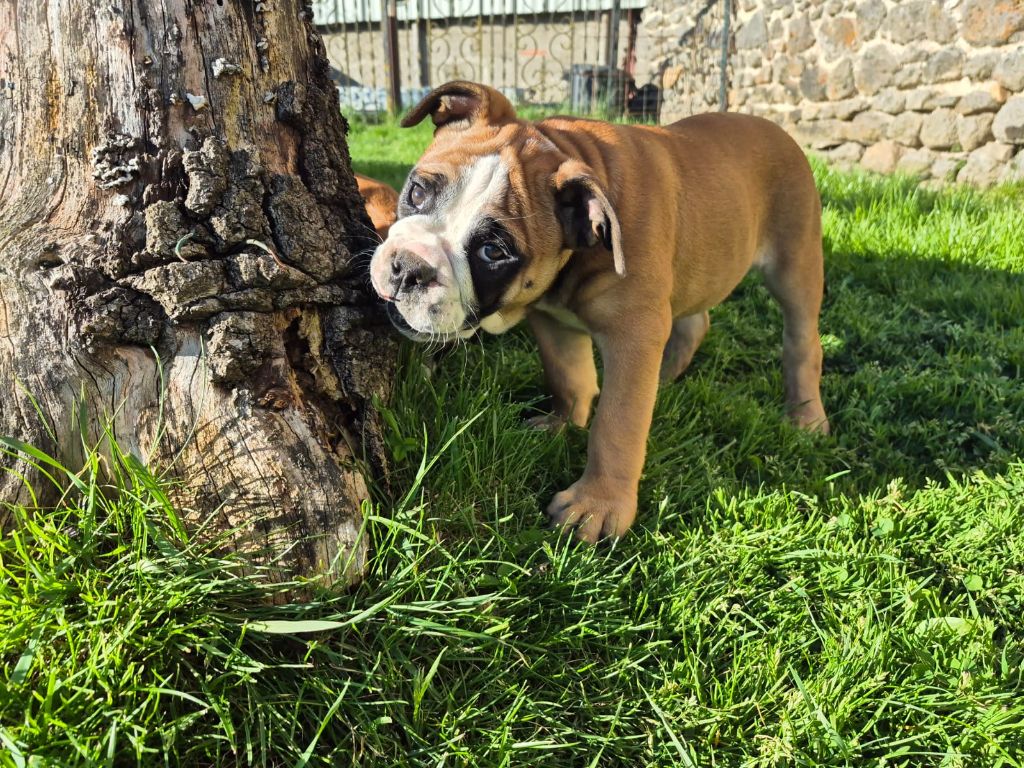 Des Colères d'Artémis - Chiots disponibles - Bulldog continental